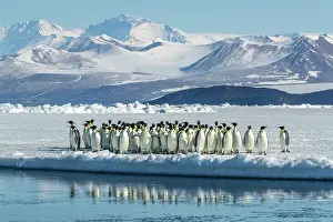 Sphenisciformes Prints: Group of Emperor penguins (Aptenodytes forsteri) standing on ice at water's edge with mountains in background