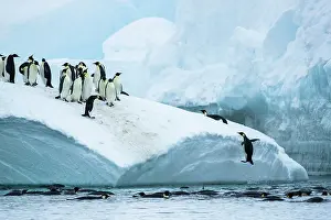Sphenisciformes Prints: Group of Emperor penguins (Aptenodytes forsteri) standing on iceberg with one leaping out of the sea to join them