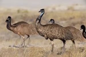 Spotted Emu Prints: Group of Emus (Dromaius novaehollandiae) male with large chicks