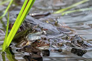 Rana Muta Prints: Group of European common frogs (Rana temporaria) gathering in pond during the spawning season with pair in amplexus