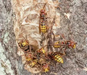 Wasp Prints: Group of European hornets (Vespa crabro) around entrance to nest