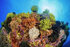 Echinoderm Prints: Group of Feather stars (Oxycomanthus bennetti) gathering on a pinnacle off the island of Saipan