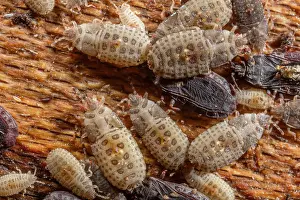 Nymph Prints: Group of Flat bug (Neuroctenus sp)