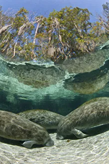 Crystal River Prints: A group of Florida manatees (Trichechus manatus latirostrus) sleeping in the afternoon