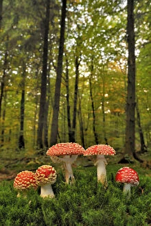 Amanitaceae Gallery: Group of Fly agaric fungi {Amanita muscaria} in woodland, Lorraine, France