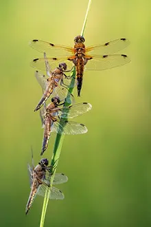 Somerset Prints: Group of Four-spotted chaser dragonflies (Libellula quadrimaculata) roosting on a reed in early morning sunlight
