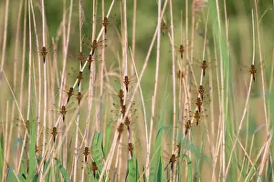 Somerset Prints: Group of Four-spotted chaser dragonflies (Libellula quadrimaculata) roosting in early morning light
