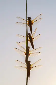 Somerset Prints: Group of Four-spotted chaser dragonflies (Libellula quadrimaculata) roosting on plant stem