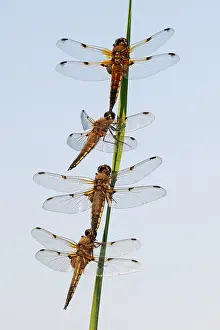 Somerset Prints: Group of Four-spotted chaser dragonflies (Libellula quadrimaculata) roosting together on reed