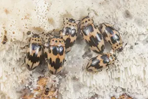 Rhinotia Prints: Group of Four-spotted fungus beetles (Ischyrus quadripunctatus) on fungus