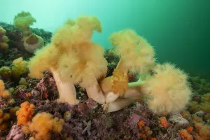A group of frilled anemones (Metridium senile) off Bonaventure Island in the Gulf