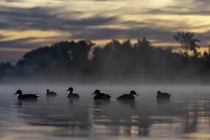 Silhouetted Prints: Group of Gadwalls (Anas strepera) on water on a misty morning