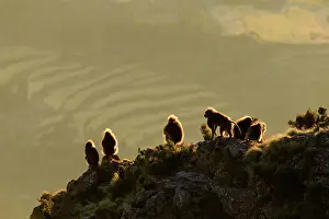 Sunrise Prints: Group of Gelada baboon (Theropithecus gelada) males sitting on clifftop overlooking farmland in the distance at sunrise