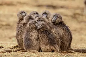 Monkey Prints: Group of Gelada baboon (Theropithecus gelada) females huddling together in the rain