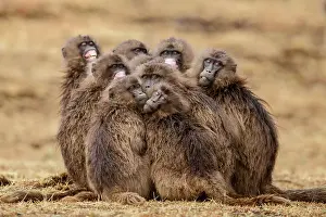 Monkey Prints: Group of Gelada baboon (Theropithecus gelada) females huddling together in the rain
