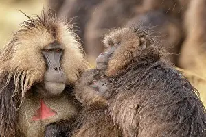 Upland Prints: Group of Gelada baboon (Theropithecus gelada) females huddling together in the rain with the dominant male behind