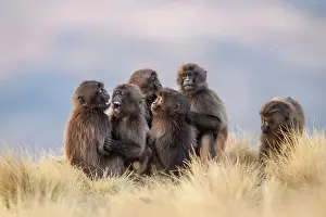 Baboon Prints: Group of Gelada baboon (Theropithecus gelada) juveniles playing in grassland