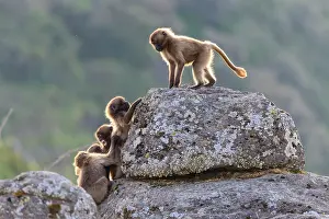 Baboon Prints: Group of Gelada baboon (Theropithecus gelada) juveniles playing on a rock