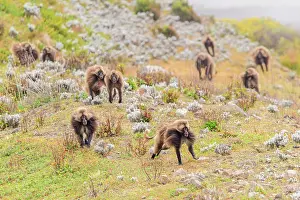 Rival Prints: Group of Gelada baboons (Theropithecus gelada) dominant male leading bachelor males in a chase to show his strength
