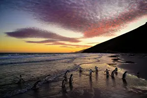 Sphenisciformes Prints: Group of Gentoo penguins (Pygoscelis papua) walking on the shore at sunrise