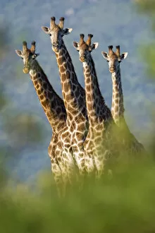 Ruminant Gallery: Group of four Giraffes (Giraffa camelopardalis) Mkuze, South Africa