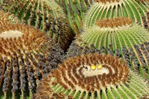 Alien Species Prints: Group of Golden barrel cacti (Echinocactus grusonii)