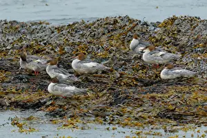 Seaweed Prints: Group of Goosanders (Mergus merganser) resting on seaweed on the shore
