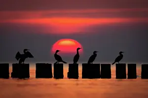 Silhouetted Prints: Group of Great cormorants (Phalacrocorax carbo) perched on groynes