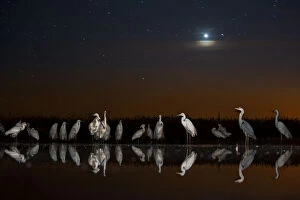 Ardea Gallery: Group of Great egrets (Ardea alba), Grey heron (Ardea cinerea) and Eurasian spoonbill