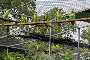 Breeding Program Prints: Group of Great green macaws (Ara ambiguus or ara ambigua)