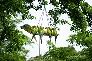 True Parrot Prints: Group of Great green macaws (Ara ambiguus) feeding on perch at the Macaw Recovery Network