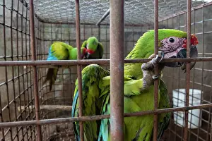 Arini Prints: Group of Great green macaws (Ara ambiguus) juveniles