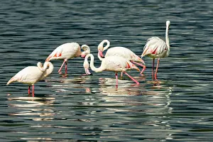 Group of Greater flamingos (Phoenicopterus roseus) feeding in lake, Lake Elementeita, Kenya