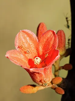 Mallow Prints: Group of Green ants (Oecophylla smaragdina) feeding on a Red currajong (Brachychiton megaphyllus) flower