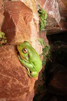 Amphibia Prints: Group of Green frogs (Litoria caerulea) resting on sandstone rocks