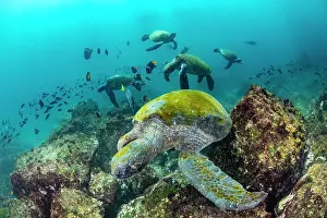 Chelonia Prints: Group of Green turtles (Chelonia mydas) frequenting a cleaning station with King angelfish (Holacanthus passer)