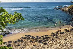Hawaii Islands Prints: Group of Green turtles (Chelonia mydas) resting on the shore, Maui, Hawaii. Endangered