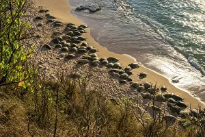 Hawaii Islands Prints: Group of Green turtles (Chelonia mydas) resting on the shore, Maui, Hawaii. Endangered