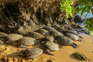 Hawaii Islands Prints: Group of Green turtles (Chelonia mydas) resting on the shore, Maui, Hawaii. Endangered