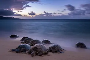 Chelonia Prints: Group of Green turtles (Chelonia mydas) resting on the shore at dusk