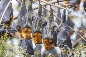 Upside Down Prints: Group of Grey-headed flying fox (Pteropus poliocephalus) roosting