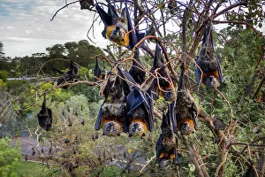 South Australia Prints: Group of Grey headed flying foxes (Pteropus poliocephalus) roosting in a tree