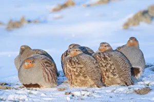 Perdicinae Prints: Group of Grey partridge (Perdix perdix) huddled for warmth in snowy field