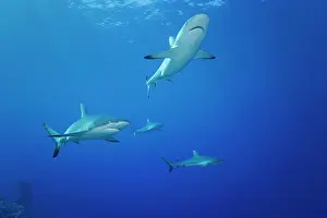 Carcharhinus Prints: Group of Grey reef sharks (Carcharhinus amblyrhynchos) patrolling along a reef