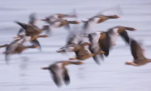 Group of Greylag geese (Anser anser) flying in the half light before dawn, Snettisham RSPB reserve