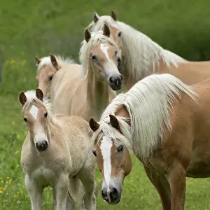 Group of Haflinger horses - two mares, one filly and two colts, portrait, Hinterglemm, Austria. June