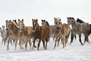 Domestic Animal Collection: A group of Haflinger, Pure Arab, Shagya Arab and East Bulgarian fillies and mares running in snow