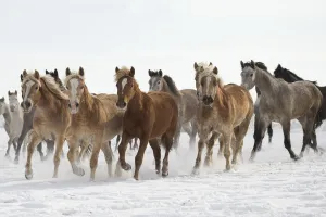 A group of Haflinger, Pure Arab, Shagya Arab and East Bulgarian fillies and mares running in snow