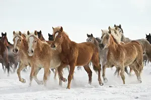 Gallop Prints: A group of Haflinger, Pure Arab