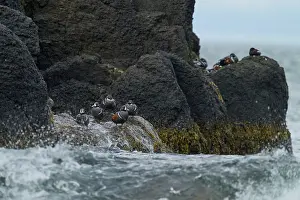 Anatidae Prints: Group of Harlequin ducks (Histrionicus histrionicus) resting on rocks along the coast